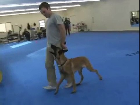 Forrest Micke and his 6 Month Old Puppy Off Leash Heeling at Leerburg's Training Center