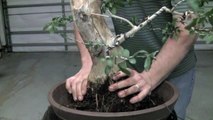 How to Bonsai - Repotting a tree and wiring in