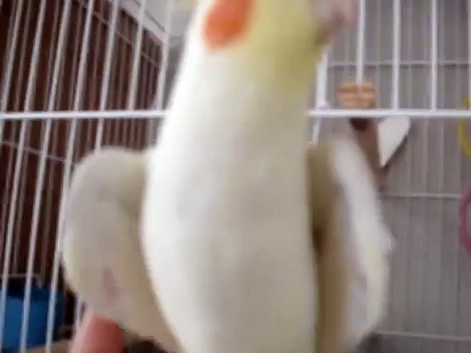 Calopsita Cantando Hino do Corinthians Grude