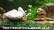 Aquarium Plants Uk Buy Fish Tank Frogs ,Deals