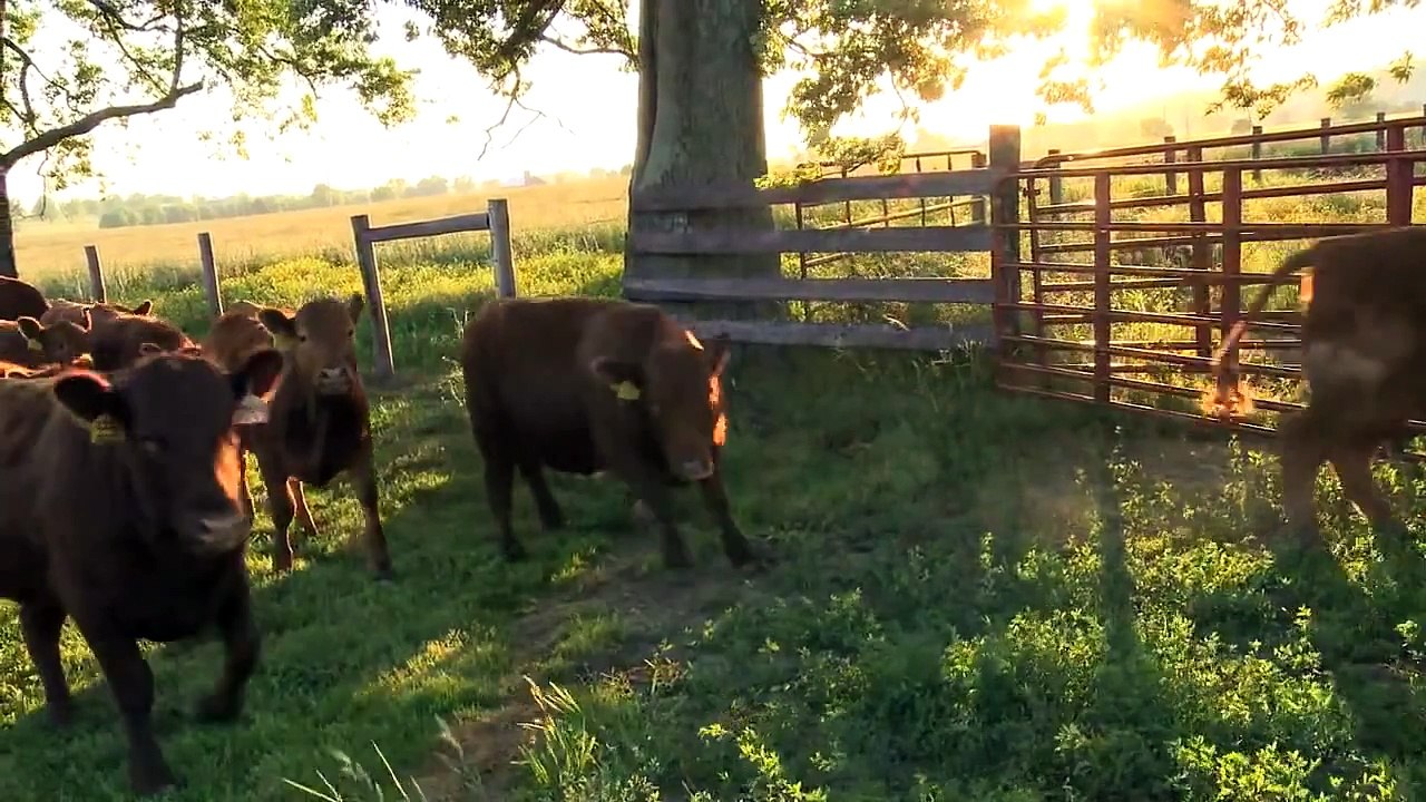 Strauss Free Raised® Grass Fed Beef