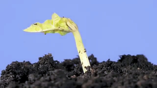 La germination d'une graine