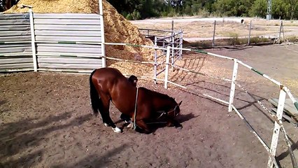 Doma natural - Cómo tumbar un caballo