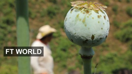 Risky life of Mexican poppy farmers
