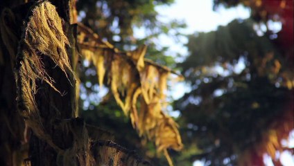 Ski freestyle dans une foret brulée par la lave ! Trop géant !