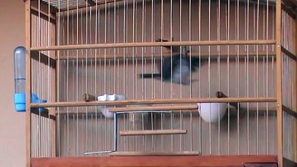 Coleiro Tui Tui Pernambucana