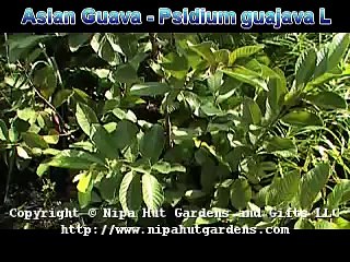 Asian Guava Fruit Tree