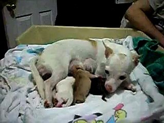 Chihuahua giving birth 6/7 "snowflake litter" Nov-01-2010