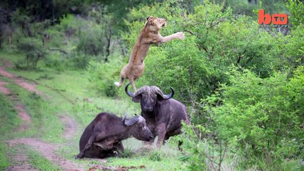 Flying Lion- Buffalo Launches Predator Into The Air