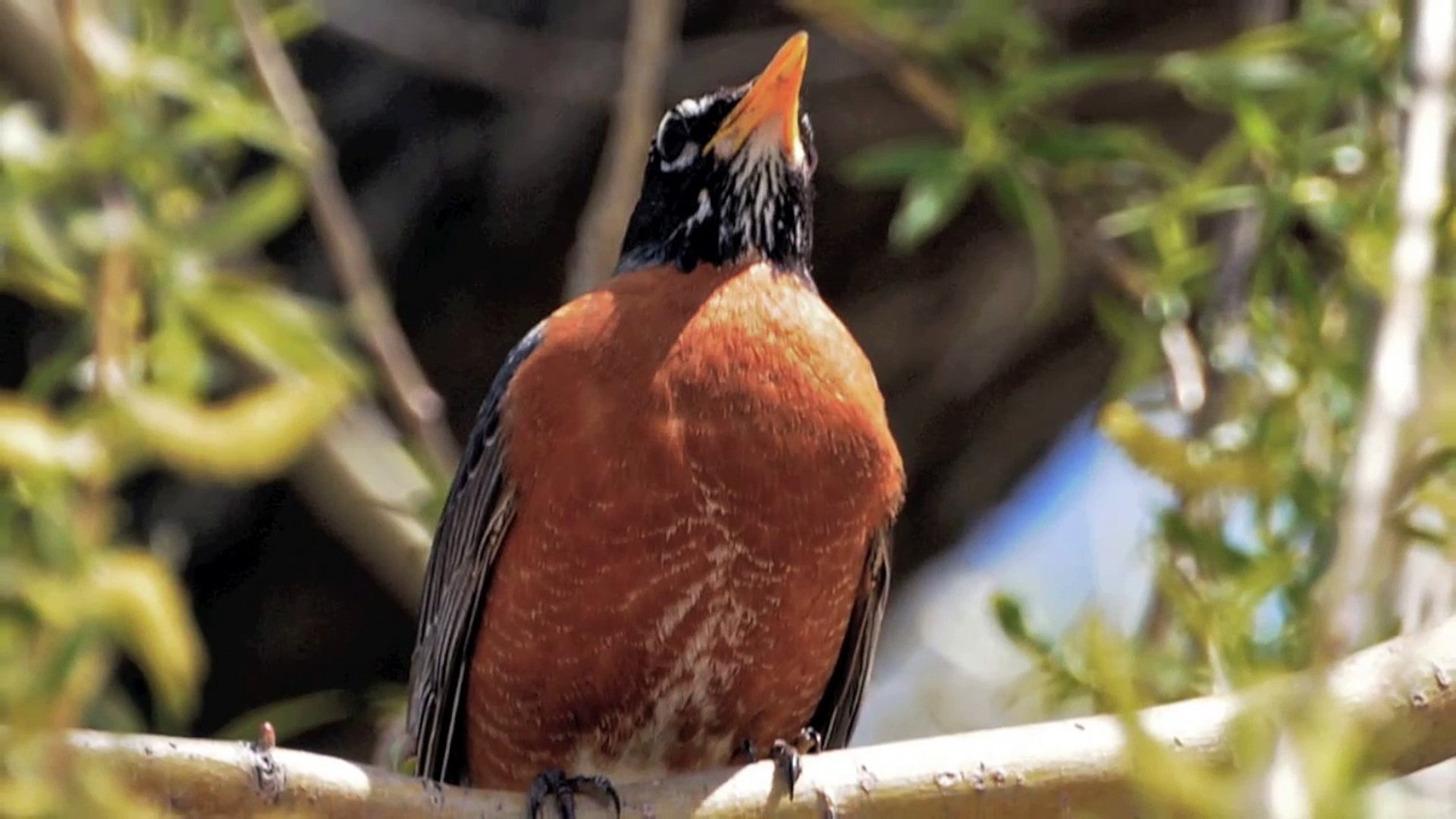 ⁣Ontario wildlife