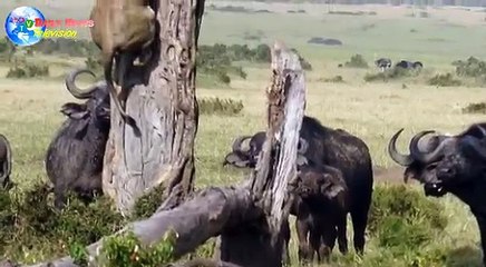 Lion climbs tree to escape herd of buffalo in Kenya as the king of the jungle is left with his tail