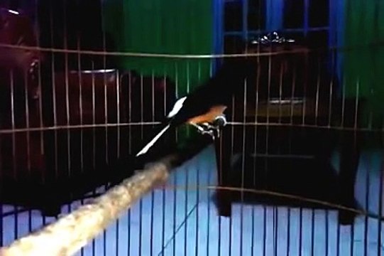 MURAI BATU 100 Juta JUARA! Murai Batu Juara 1 Super Gacor Murai Medan Ekor Panjang 2014