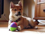 柴 犬 Baby Shiba Inu Puppy 柴犬