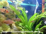 Aquarium Plants Uk Buy Fish Tanks San Antonio ,Help
