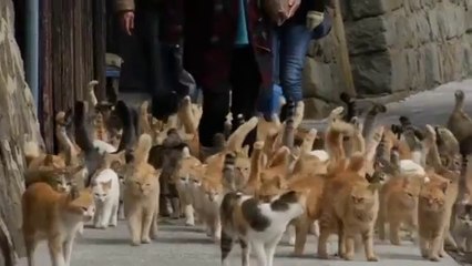 Japan island overrun by cats