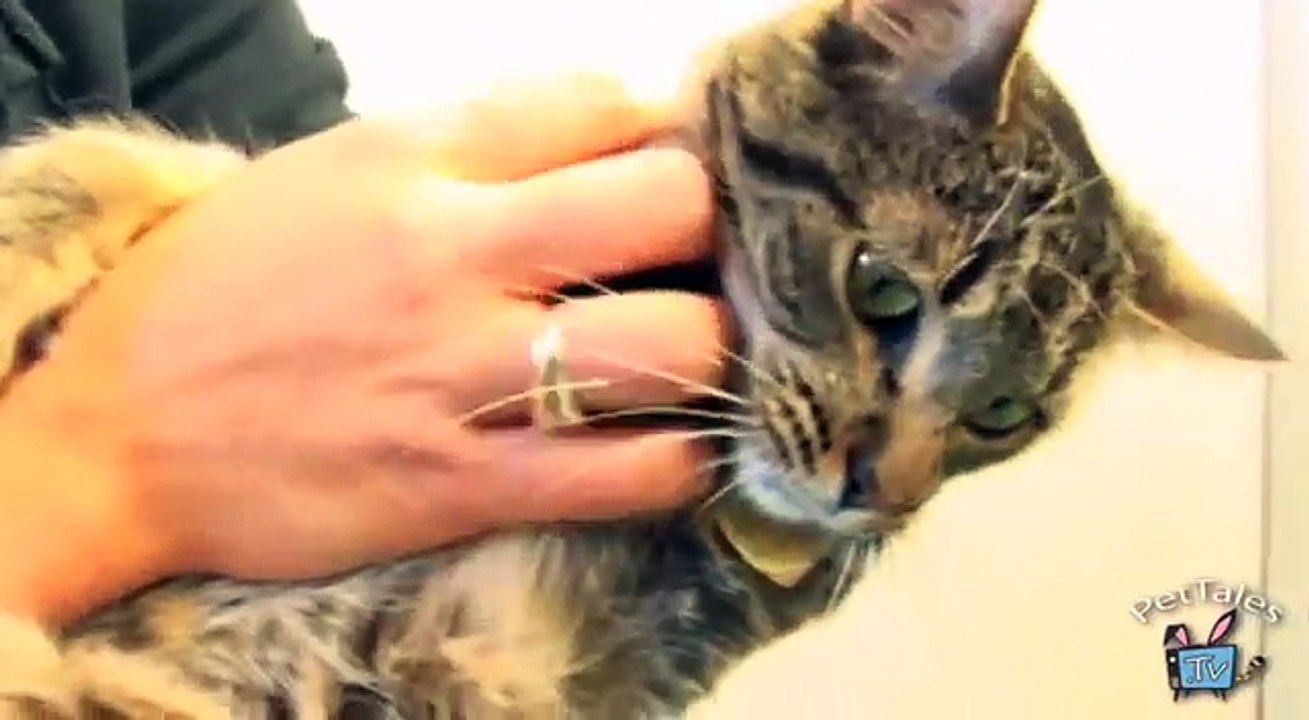 Cat Parasite Prevention