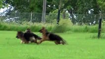 Vom Haus Dettmer Long Coat German Shepherds Chase Birds