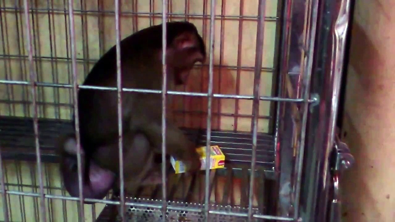 JK , Shaki And Ngat manggo juice  time