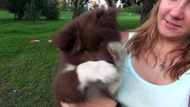 Funny trick of 2,5 months border collie puppy