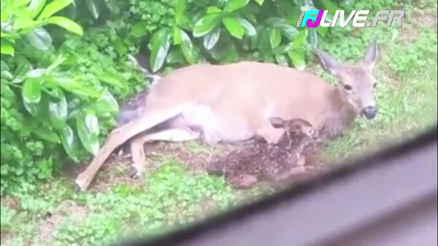 Une biche met bas de deux faons dans un jardin !