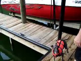 Italian greyhound jumping off the dock