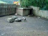 Piglets play with the Goats