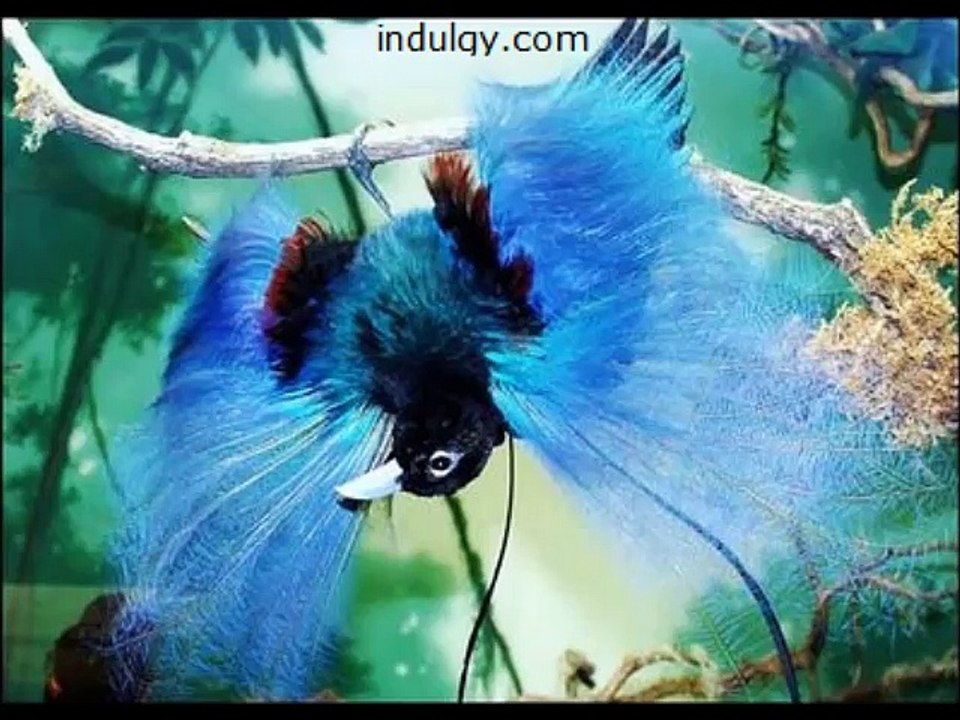 Birds land with beautiful, amazing views - Aves terrestres con hermosas vistas increíbles