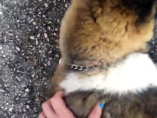 Dakira American Akita training