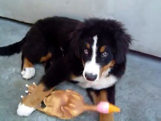 Bernese Mountain Dog - Dragon