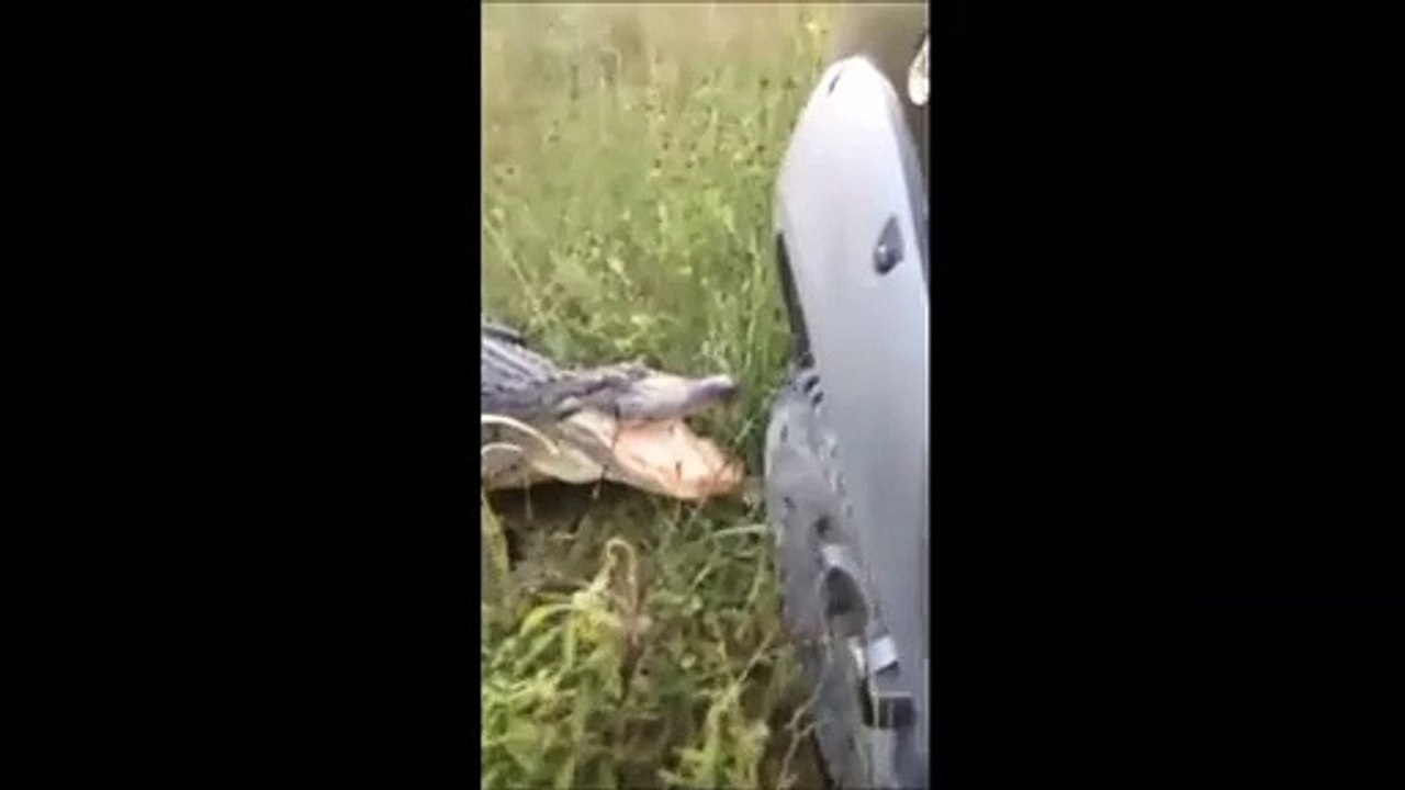 Le crocodile c'est comme du fer, regardez comment il a endomagé ce camion.