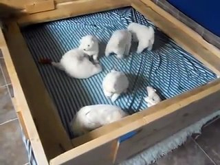 Hundreds of Mangoworms in a 3 weeks old puppy (White)