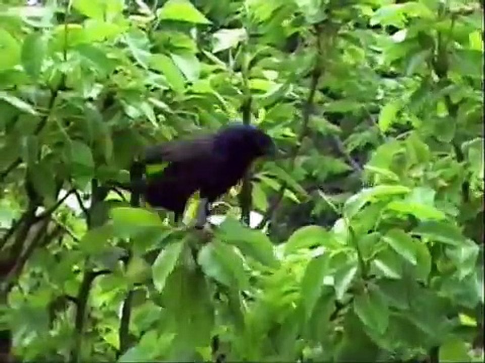 Sheena the Manx cats "Great Garage Rooftop Adventure".