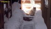 Kitten sees snow for the first time this Year in Lake Tahoe.