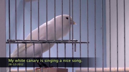My white canary is singing a nice song.