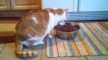 Cat eating dog food