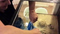 Setting up a salt water tank with a wet / dry sump filter tank protein skimmer.