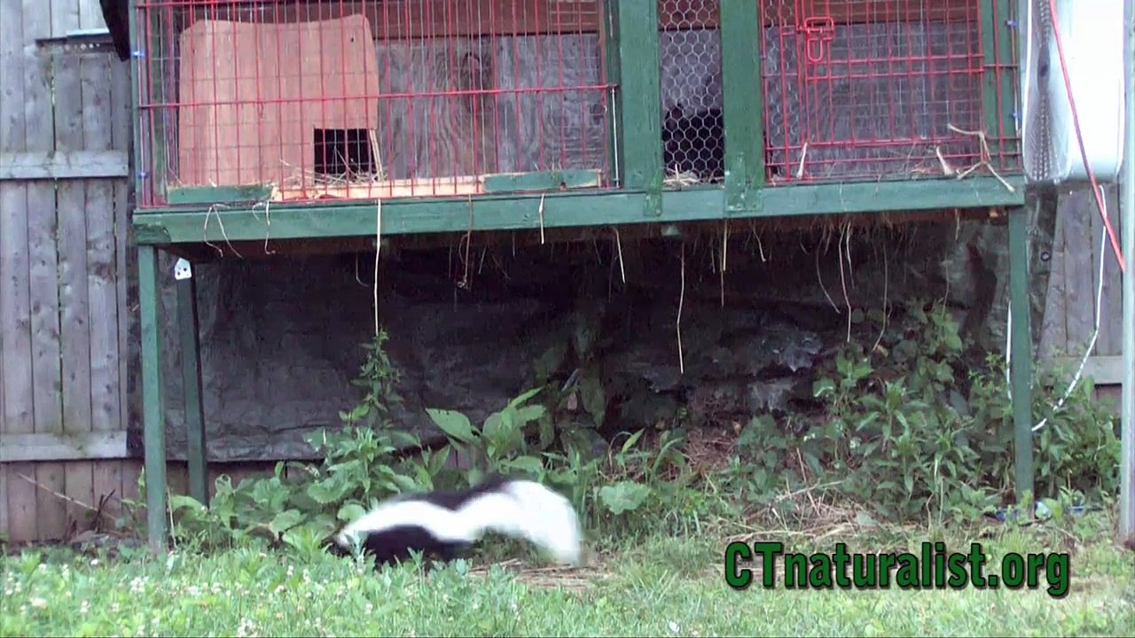 Skunk Visits Rabbit