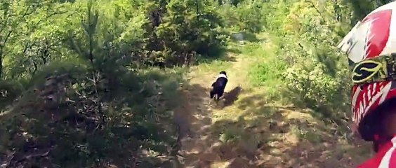Descente VTT avec un chien