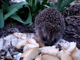 Hedgehog loves salmon skin! / Ezis ēd.