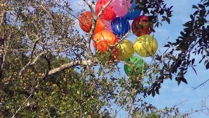 Camera Tied to 12 Helium Balloons (if found please send back )
