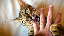 Bengal Cat Playing - iPhone 5s slow motion