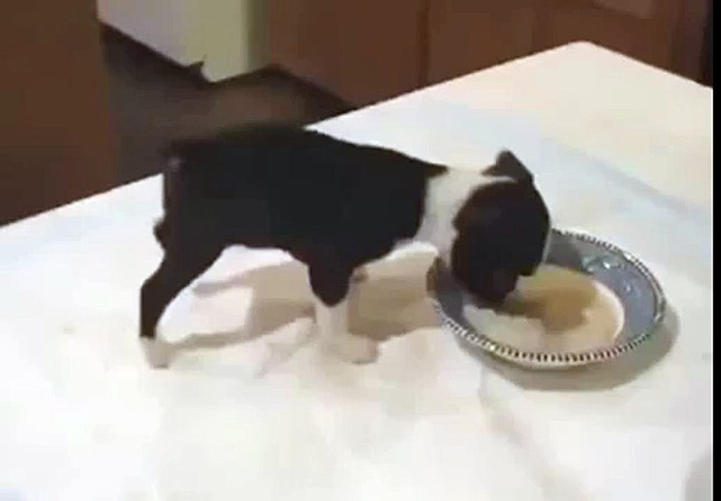 While a extremely thirsty dog meets water