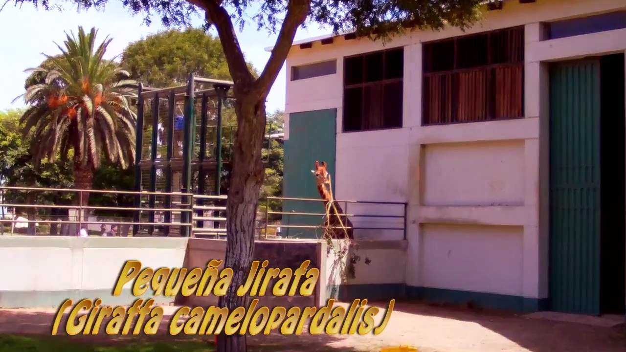 Jirafa (Giraffa camelopardalis) (Giraffe) - 2015