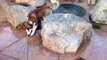 Siberian Husky puppy gets a wet surprise