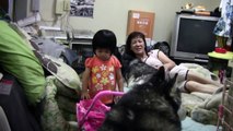 ハスキー犬を助ける孫娘りりか help; assistance A granddaughter's help husky dog