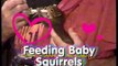 My Backyard Sanctuary - Feeding Baby Squirrels (Too Cute!)
