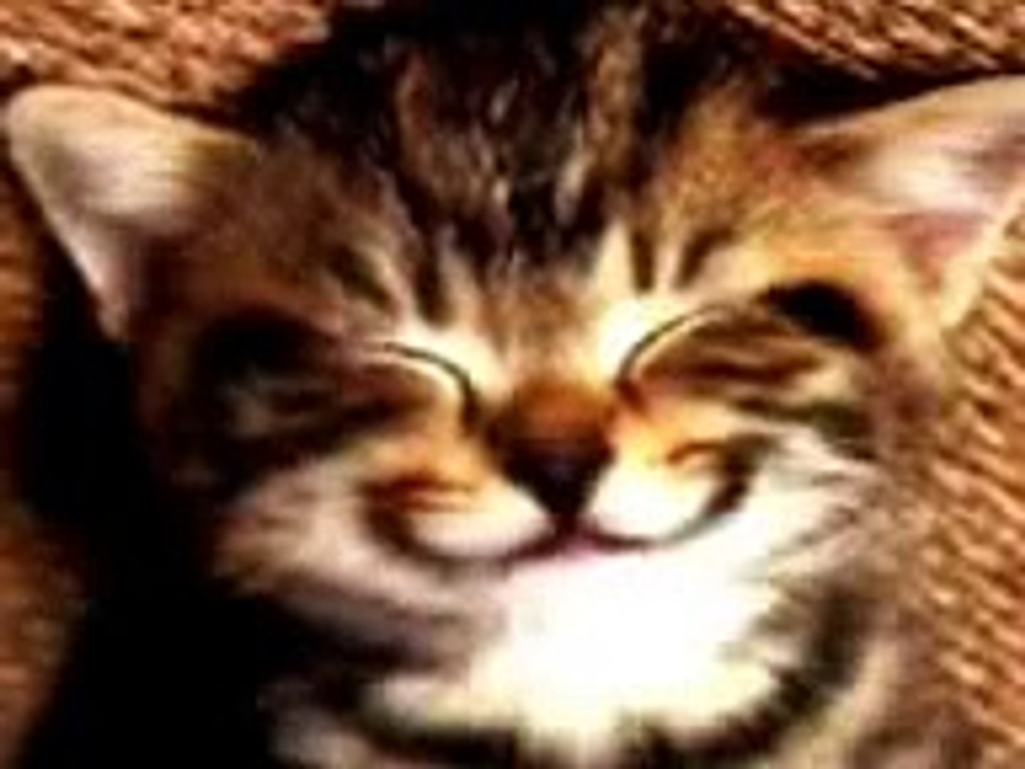 Gatito canta feliz cumple - video Dailymotion