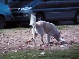 Pooping Dog in Argentina