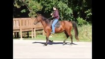 Tennessee Walking Horse gaiting smoothly, Kentucky Saddle horse gaiting smoothly