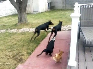 2 1/2 Dobermans and a one eyed Chihuahua